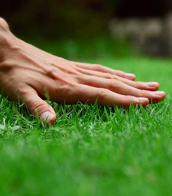 Freshly cut green lawn grass near Zionsville, IN.