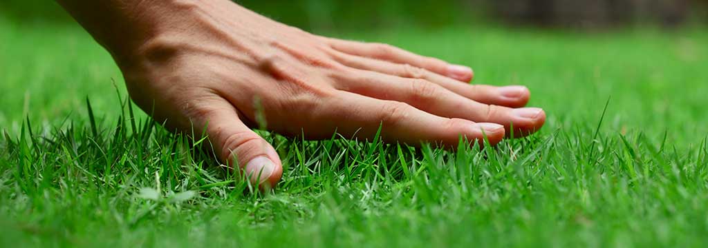 Freshly cut green grass at a property near Westfield, IN.